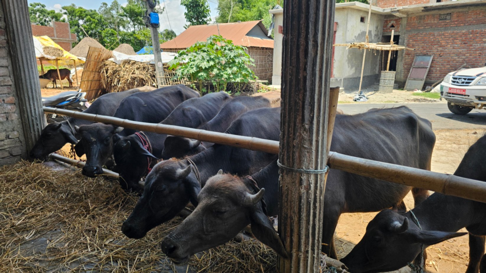 Buffalo and goat Qurbani meat distribution